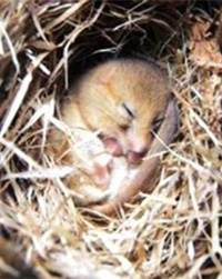 Dormouse
