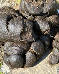 Food for many bugs beetles and insects which are the food source for birds.